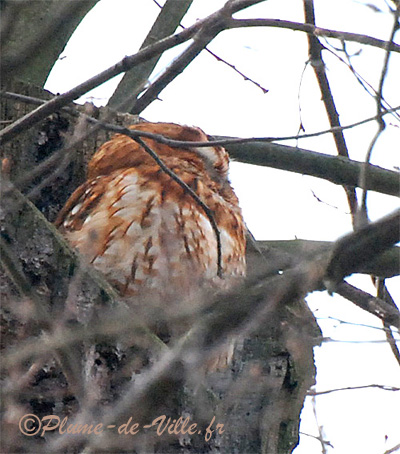 Oiseaux Chouette Hulotte PlumeDeVille 